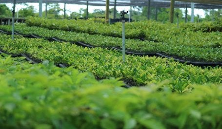 Viveiro de mudas de espécies nativas da empresa Symbiosis
