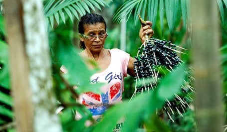 Mulher durante colheita do açaí em Belém, no Pará (Foto: Sidney Oliveira/AG Pará)