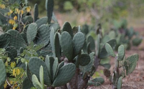 Imagem de cactos característicos do bioma da Caatinga, em Itapetim PE