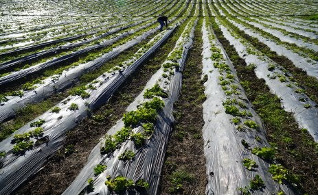 Cultivos em campos agrícolas destacando o manejo de biochar / Imagem: Cemil Gokmen/pexels