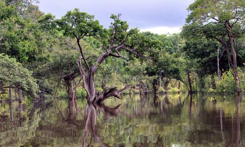 No Brasil, o avanço na agenda climática passa pelas florestas (Foto: Amauri Aguiar/flickr)
