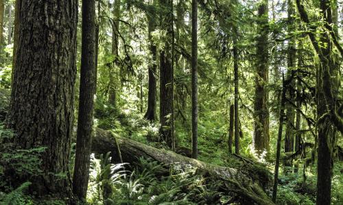 Expandir, restaurar e manejar florestas podem ajudar a remover o dióxido de carbono da atmosfera
