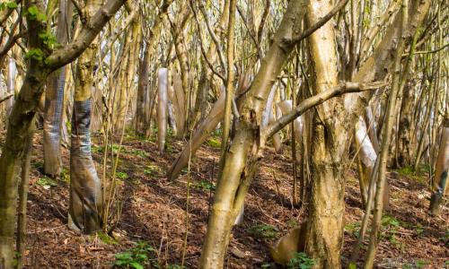 árvores em crescimento em floresta na Irlanda