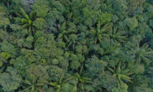 Vista aérea da floresta amazônica