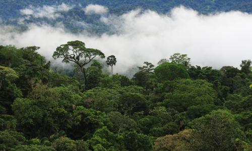 foto da copa das árvores na Amazônia em meio a nuvens