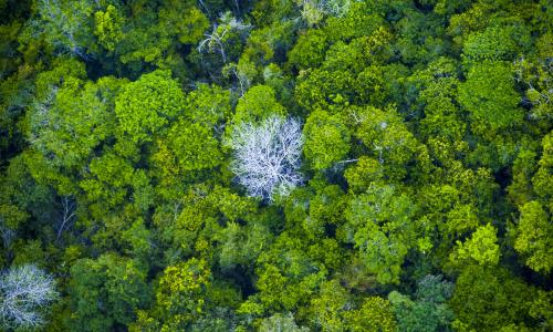 Visão aérea da floresta amazônica no Pará
