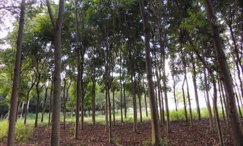 Área de restauração florestal (foto: WRI Brasil)