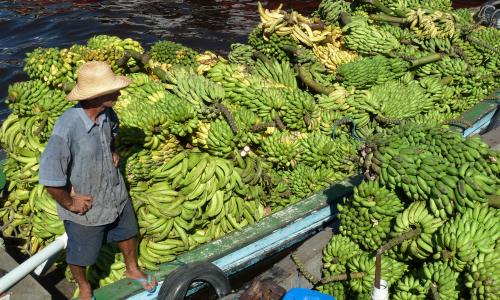 homem entrega carga de bananas de barco em Manaus