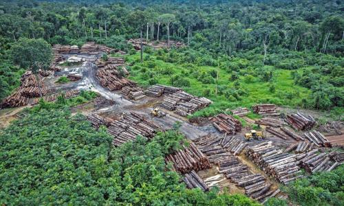 Coleta ilegal de madeira na Amazônia