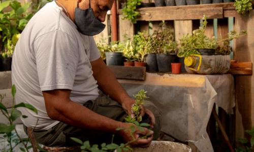Agricultor cuida de mudas de uma das hortas urbanas de Rosário, na Argentina 