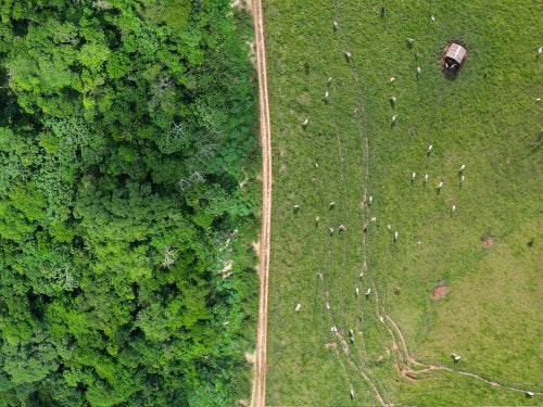 Imagem de uma plantação com pasto 