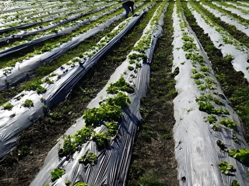 Cultivos em campos agrícolas
