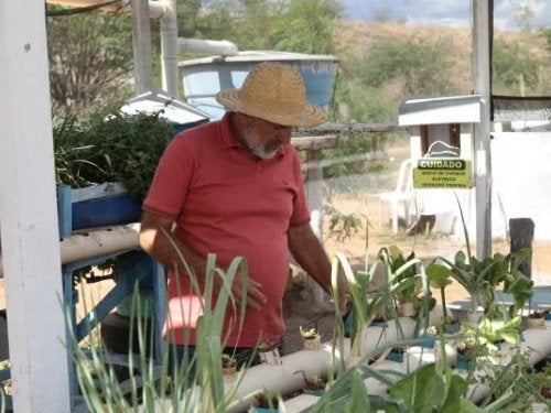 Agricultor trabalhando no cultivo de plantas