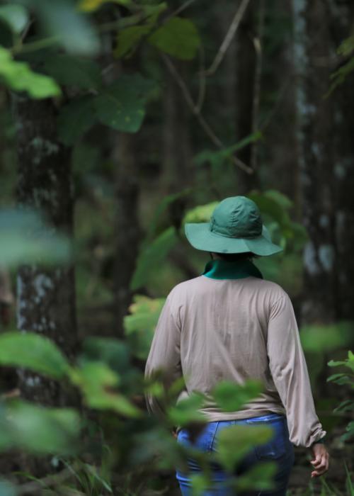 Trabalhadora caminha por área reflorestada