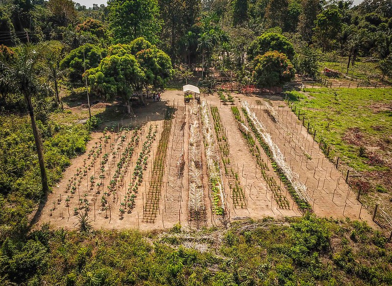 Sistema Agrofloresta na Amazônia